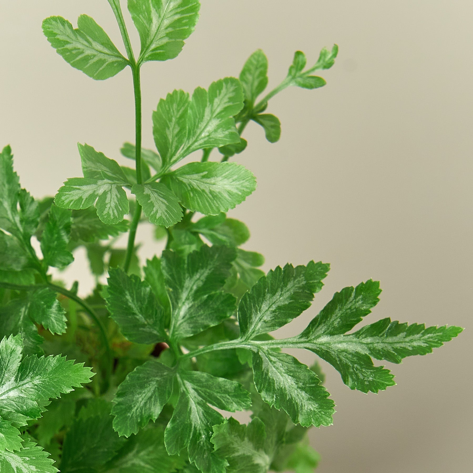 Fern 'Silver Lace' Indoor Plants House Plant Shop