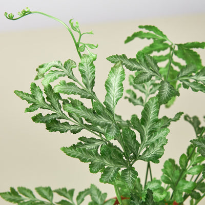 Fern 'Silver Lace' Indoor Plants House Plant Shop