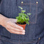 Fern 'Silver Lace' 3" Pot Indoor Plants House Plant Shop