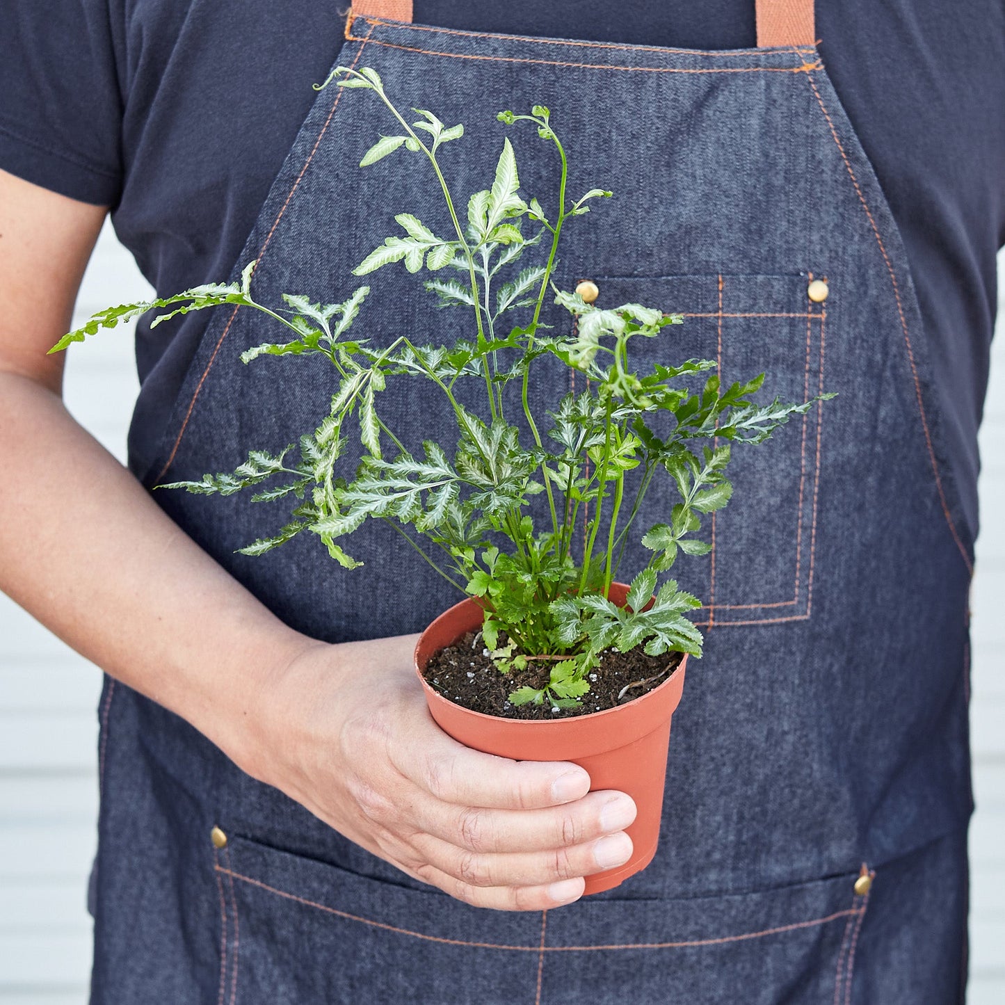 Fern 'Silver Lace' Indoor Plants House Plant Shop