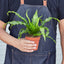 Bird's Nest 'Victoria' Fern 6" Pot Indoor Plants House Plant Shop