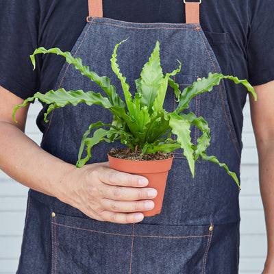 Bird's Nest 'Victoria' Fern 6" Pot Indoor Plants House Plant Shop