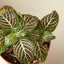 Fittonia 'Pink' Indoor Plants House Plant Shop