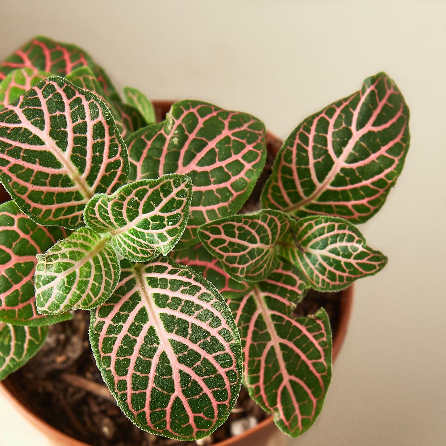Fittonia 'Pink' Indoor Plants House Plant Shop