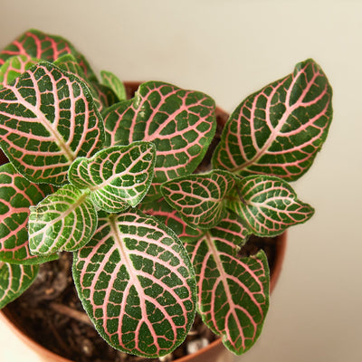 Fittonia 'Pink' Indoor Plants House Plant Shop