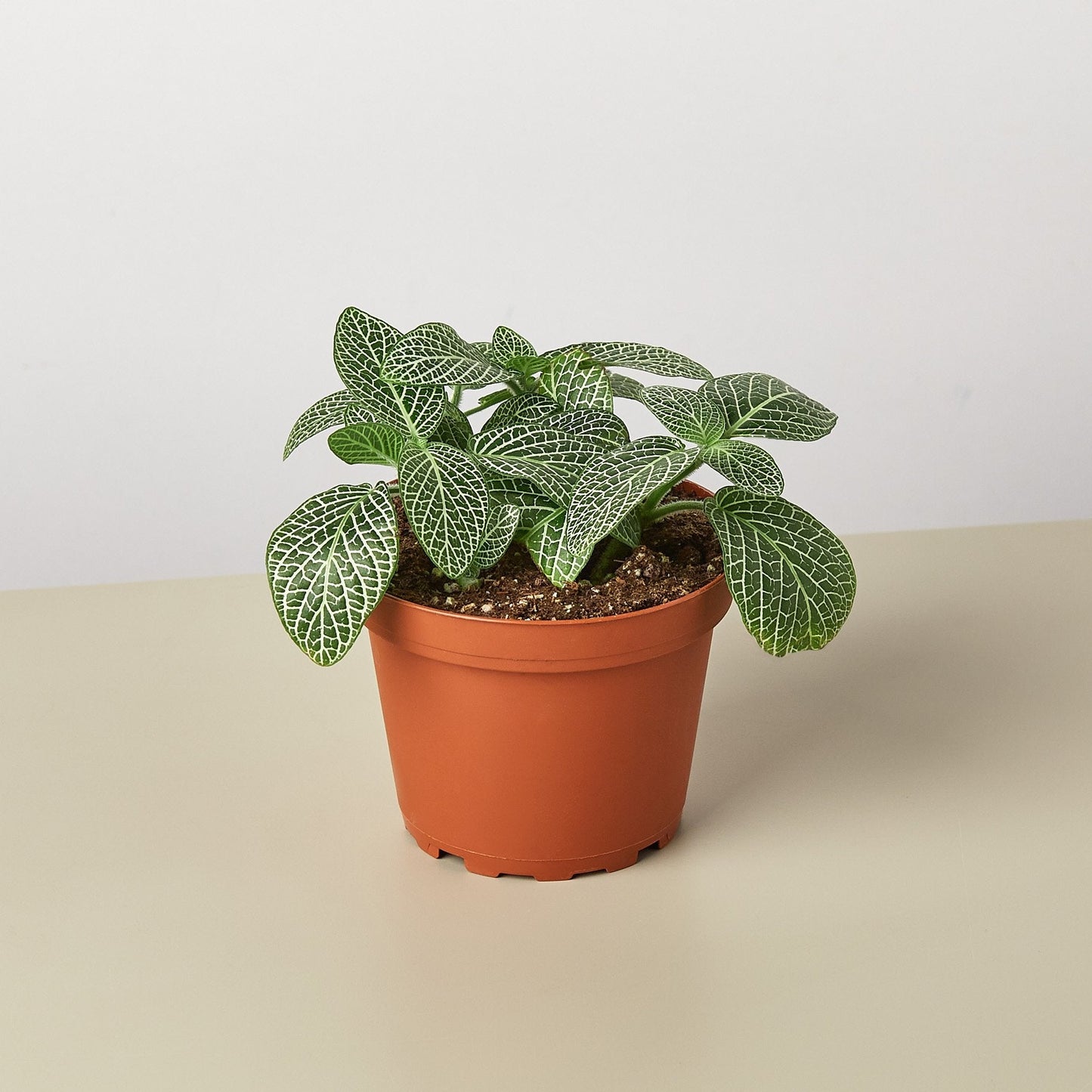 Fittonia 'White' 4" Pot Indoor Plants House Plant Shop