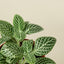 Fittonia 'White' 8" Pot Indoor Plants House Plant Shop