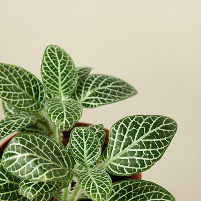 Fittonia 'White' 8" Pot Indoor Plants House Plant Shop