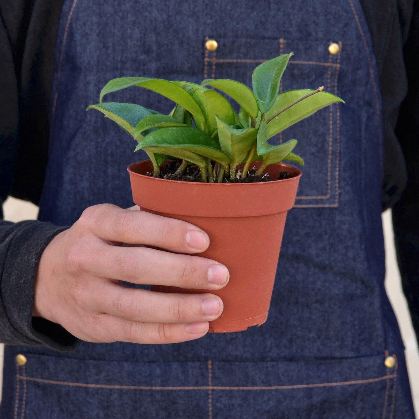 Hoya Carnosa Indoor Plants House Plant Shop