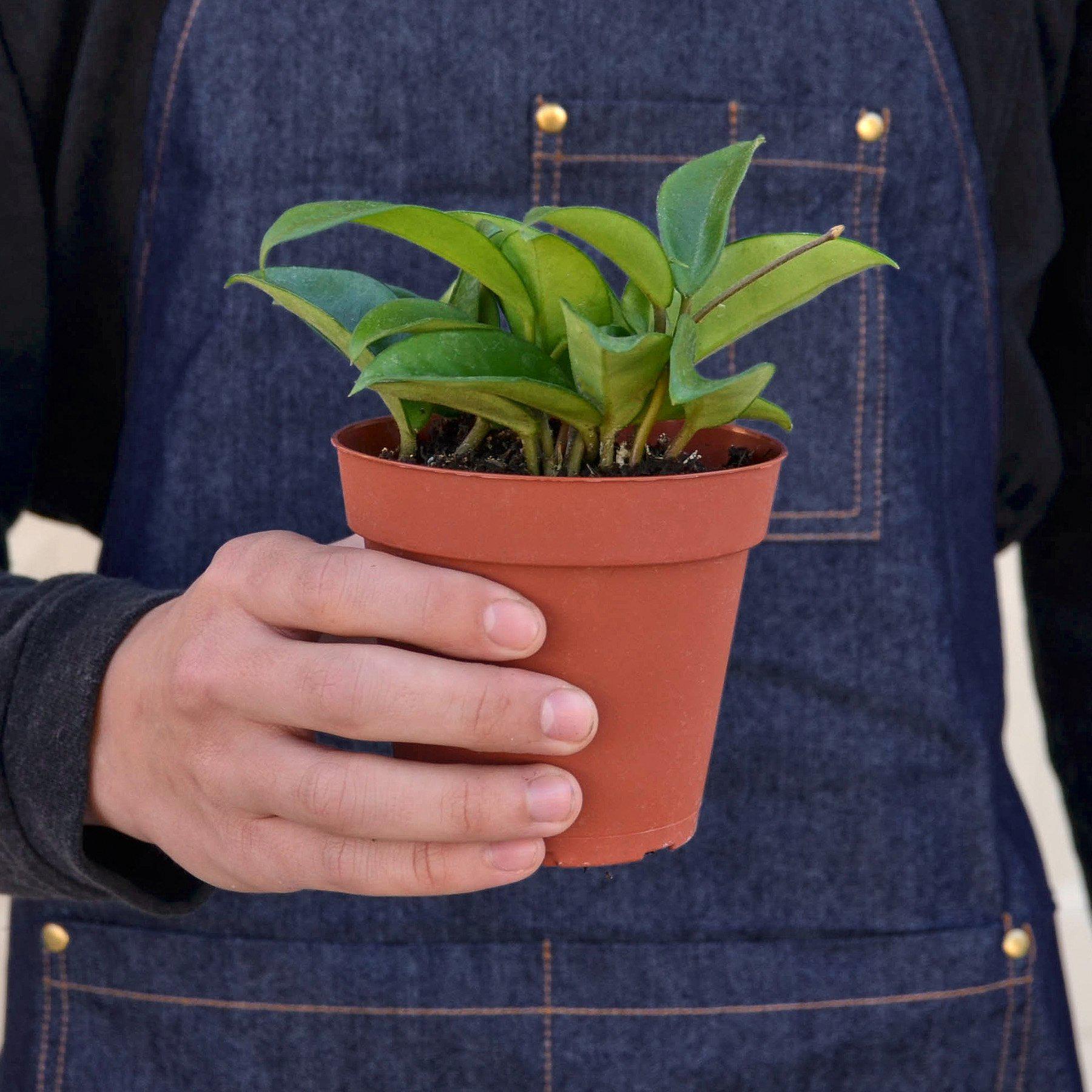 Hoya Carnosa Indoor Plants House Plant Shop