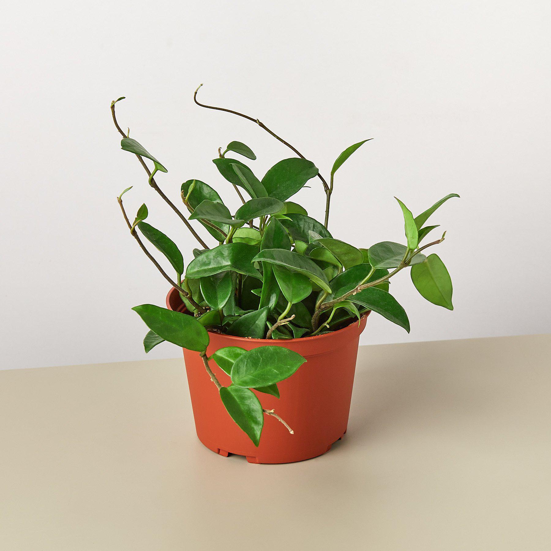 Hoya Carnosa 6" Pot Indoor Plants House Plant Shop