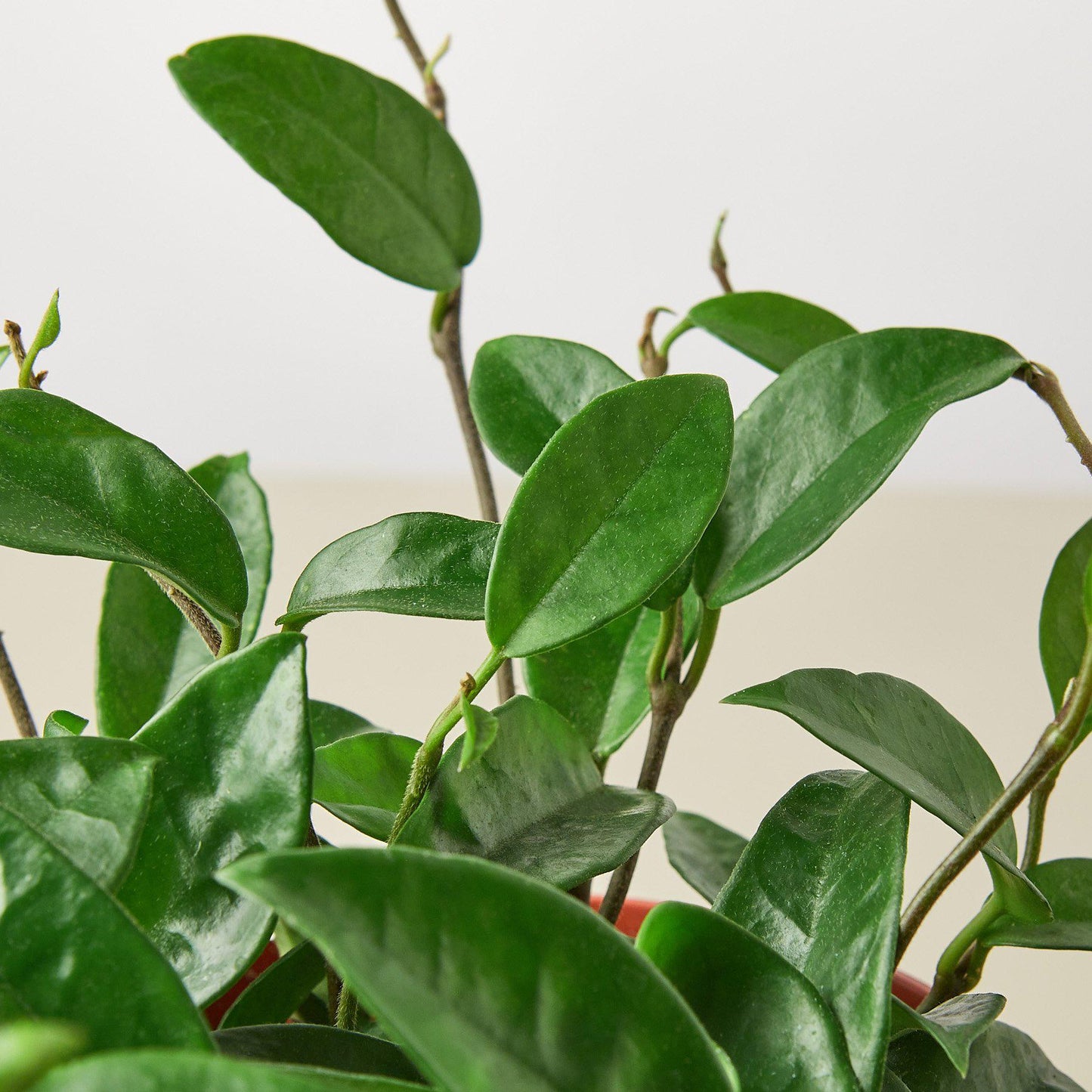 Hoya Carnosa Indoor Plants House Plant Shop