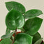 Hoya Carnosa 'Chelsea' Indoor Plants House Plant Shop