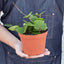 Hoya Carnosa 'Chelsea' Indoor Plants House Plant Shop