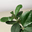 Hoya Obovata Indoor Plants House Plant Shop