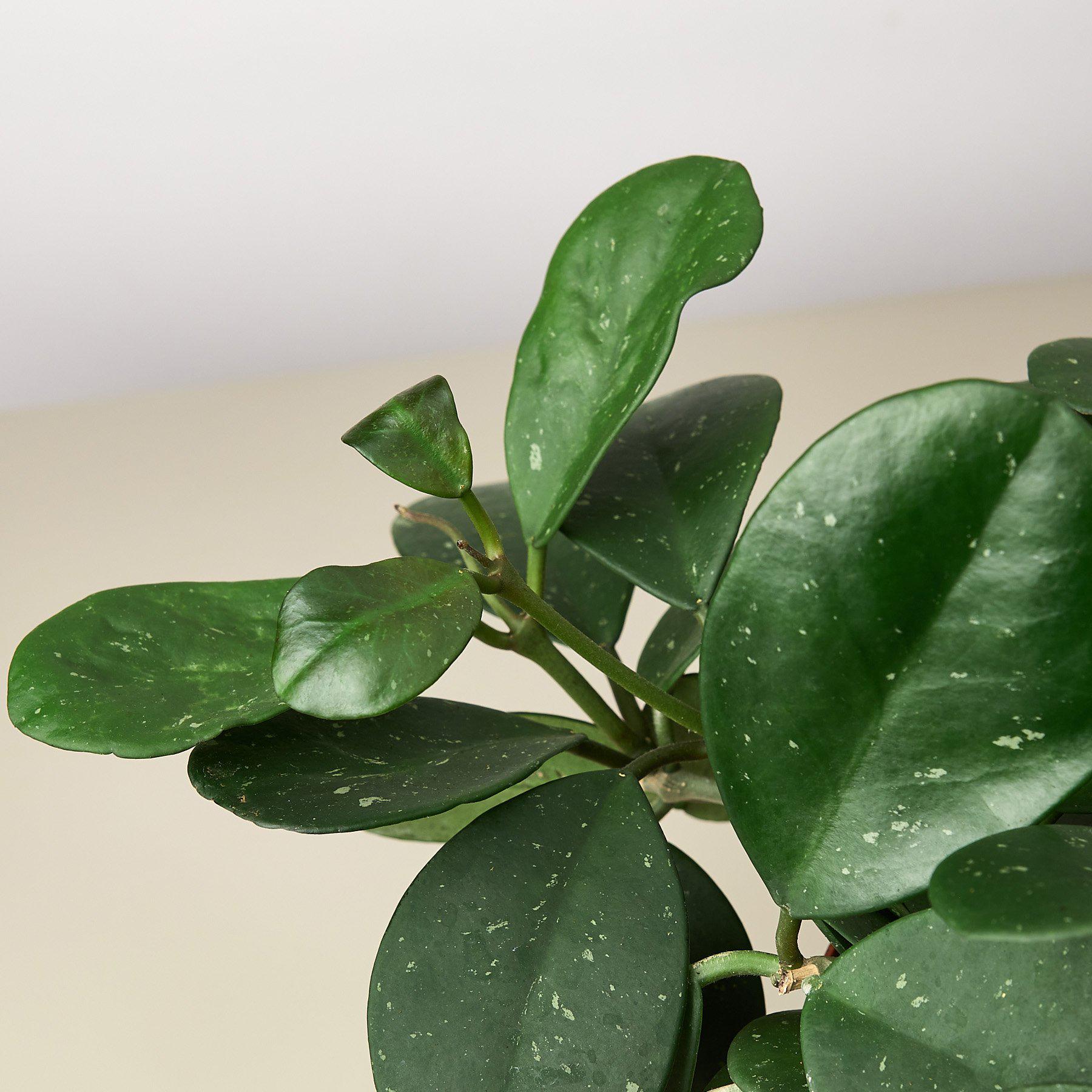 Hoya Obovata Indoor Plants House Plant Shop