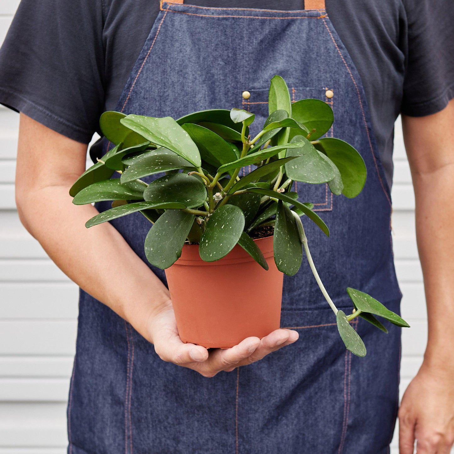 Hoya Obovata Indoor Plants House Plant Shop