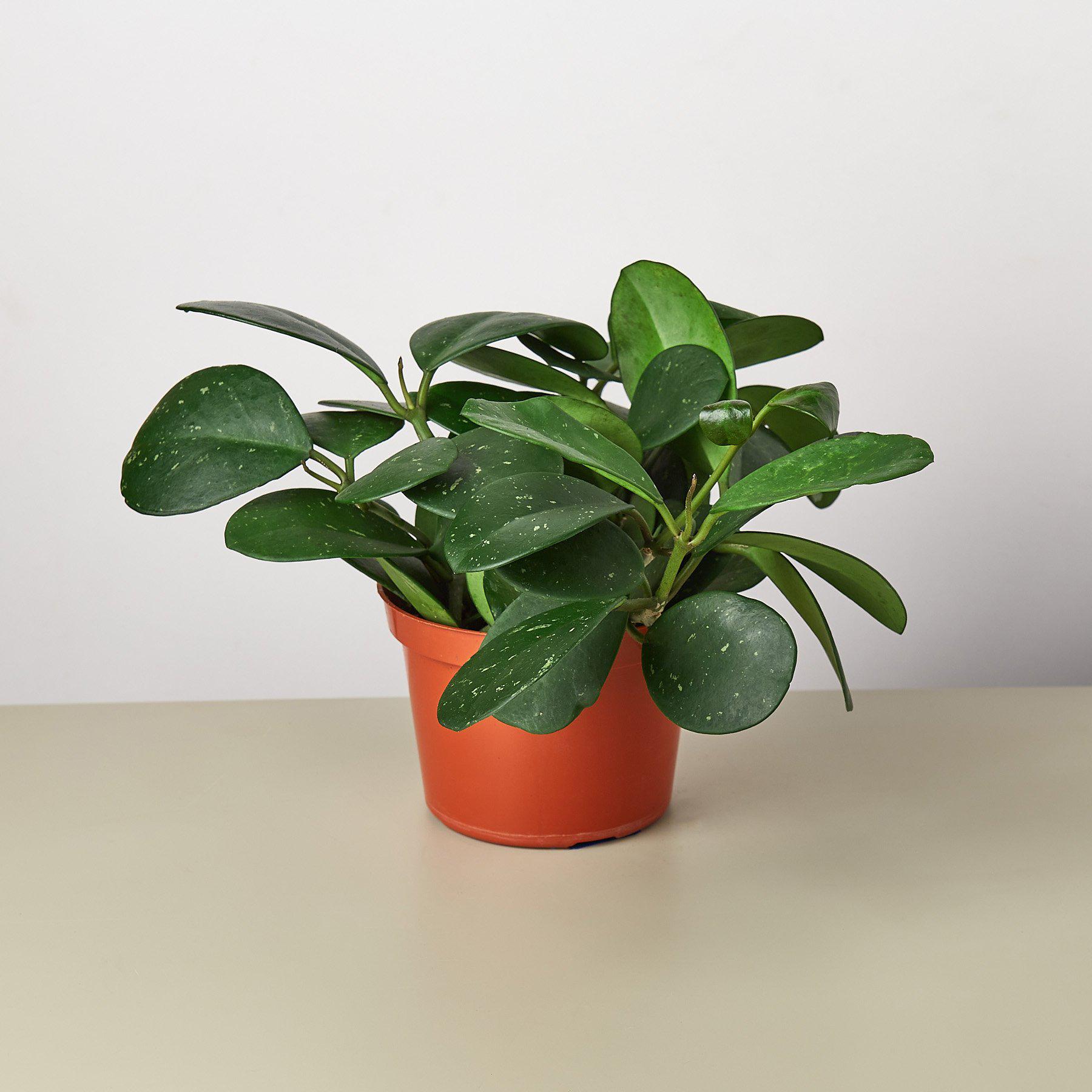 Hoya Obovata 6" Pot Indoor Plants House Plant Shop