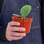 Hoya Obovata Indoor Plants House Plant Shop