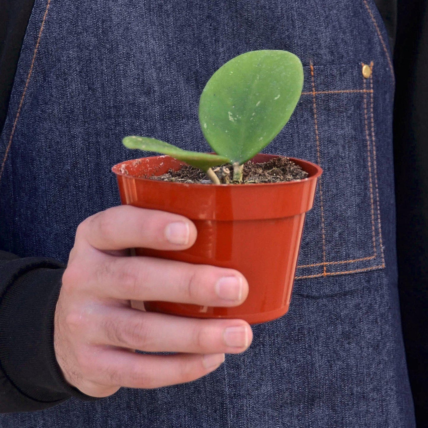 Hoya Obovata Indoor Plants House Plant Shop