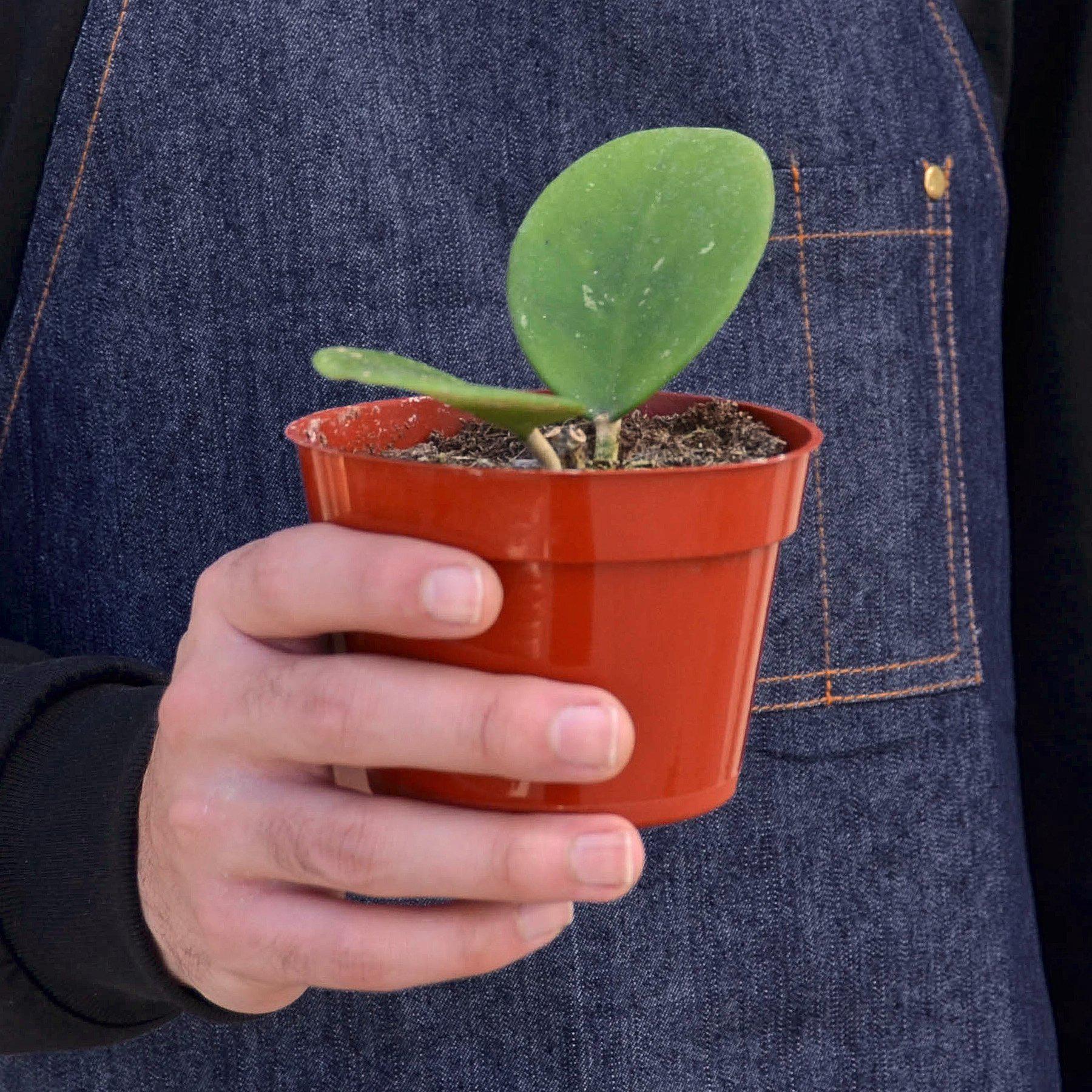 Hoya Obovata Indoor Plants House Plant Shop