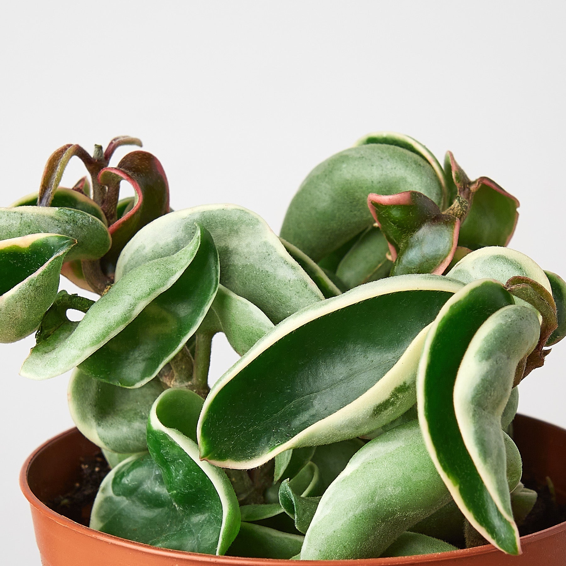 Hoya 'Rope Plant' Variegated Indoor Plants House Plant Shop