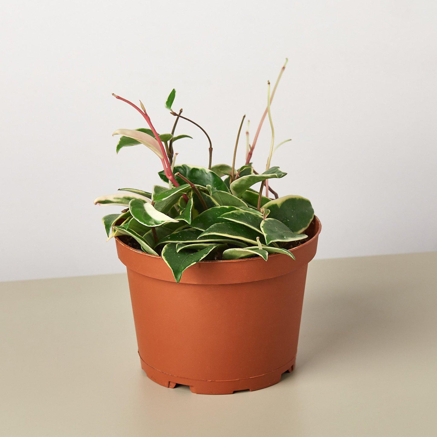Hoya Carnosa 'Tricolor' 6" Pot Indoor Plants House Plant Shop