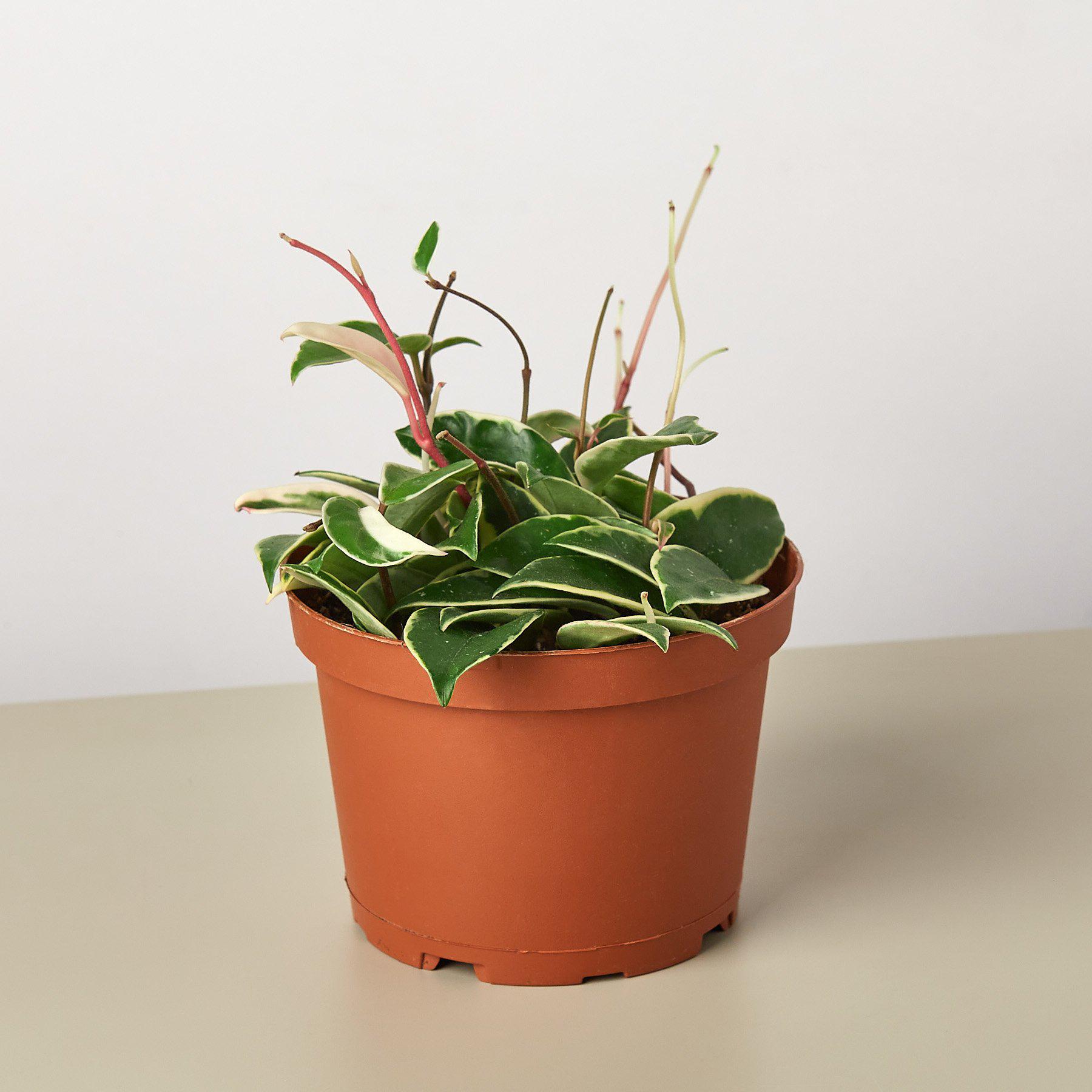 Hoya Carnosa 'Tricolor' 6" Pot Indoor Plants House Plant Shop