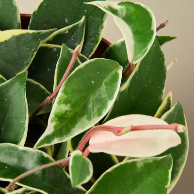 Hoya Carnosa 'Tricolor' Indoor Plants House Plant Shop