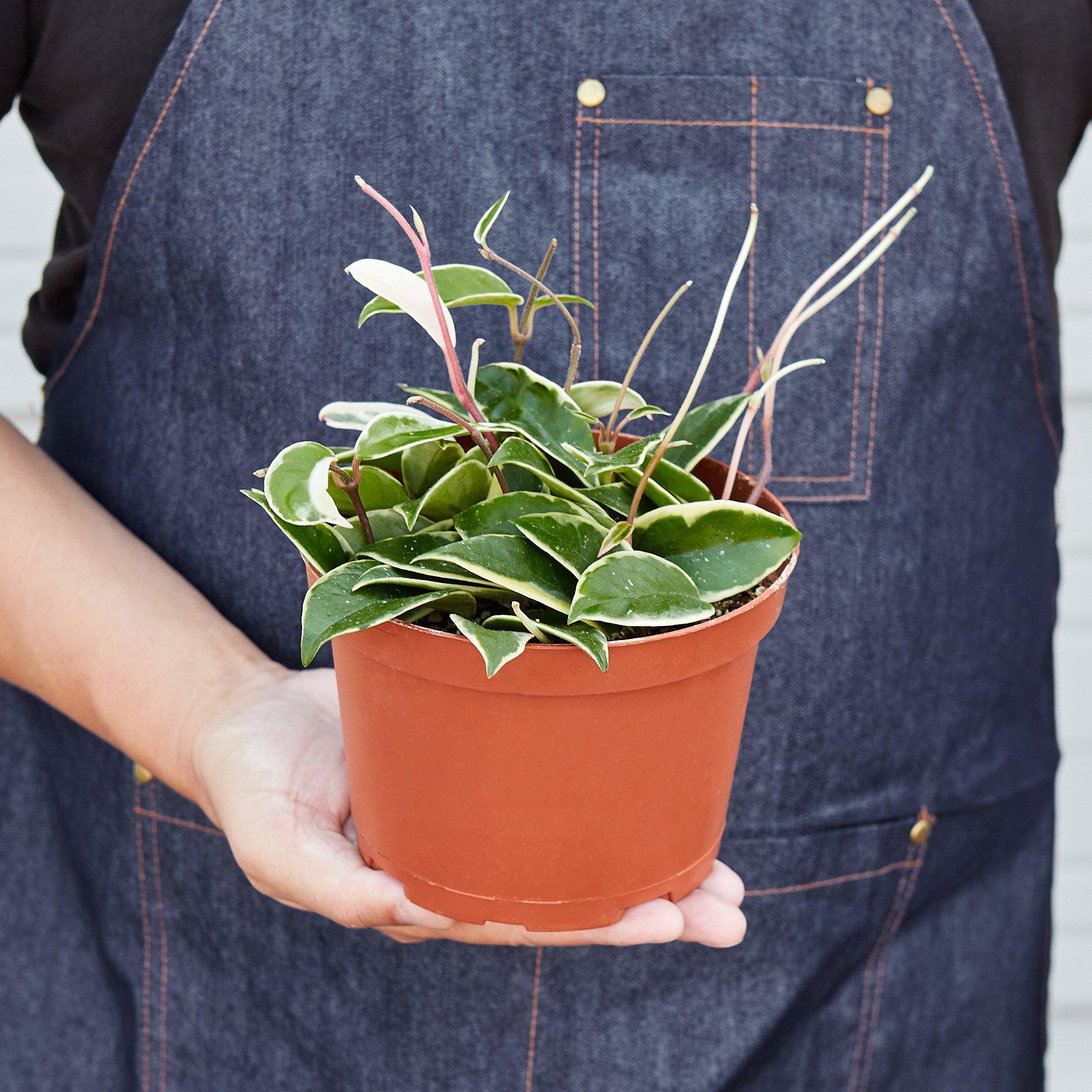 Hoya Carnosa 'Tricolor' Indoor Plants House Plant Shop