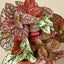 Hypoestes 'Polka Dot' 6" Pot Indoor Plants House Plant Shop