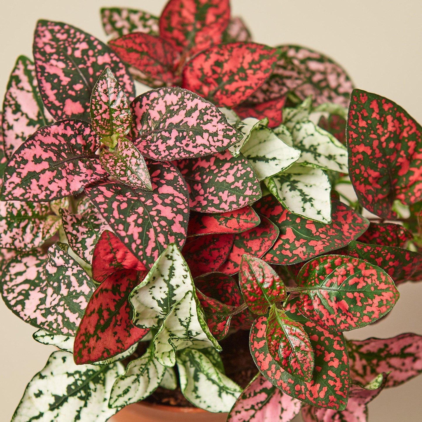 Hypoestes 'Polka Dot' 6" Pot Indoor Plants House Plant Shop