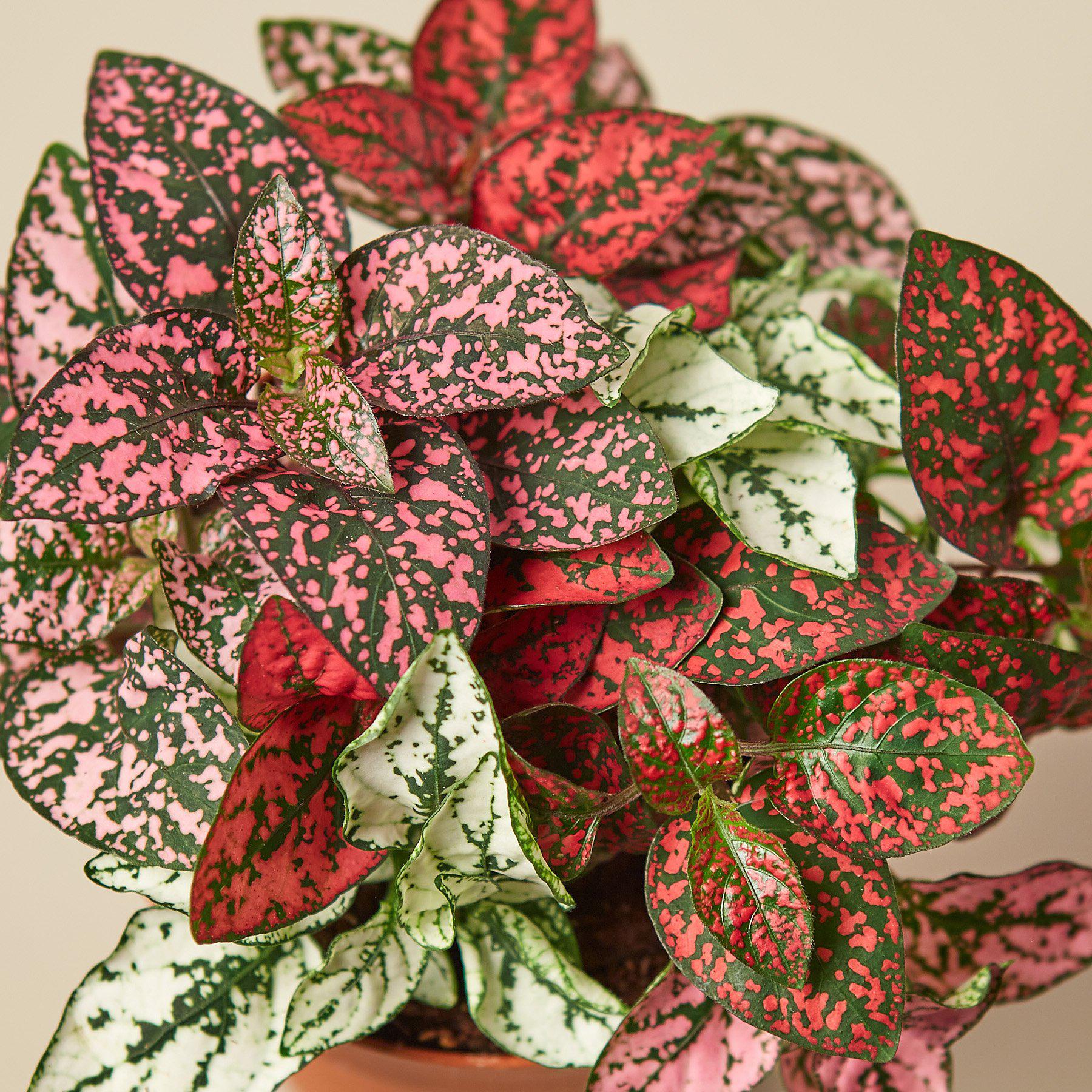 Hypoestes 'Polka Dot' 6" Pot Indoor Plants House Plant Shop