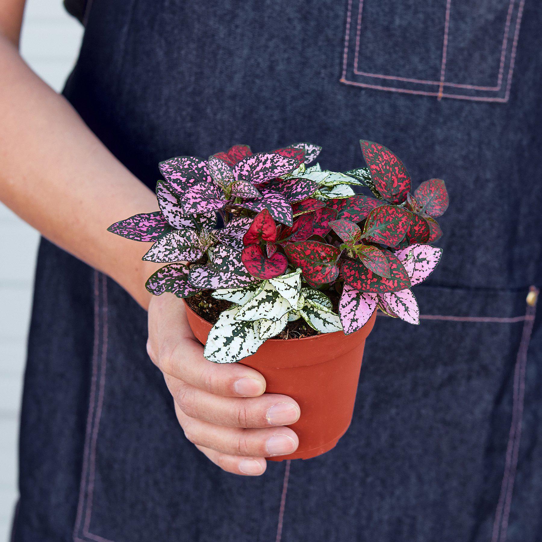 Hypoestes 'Polka Dot' Indoor Plants House Plant Shop