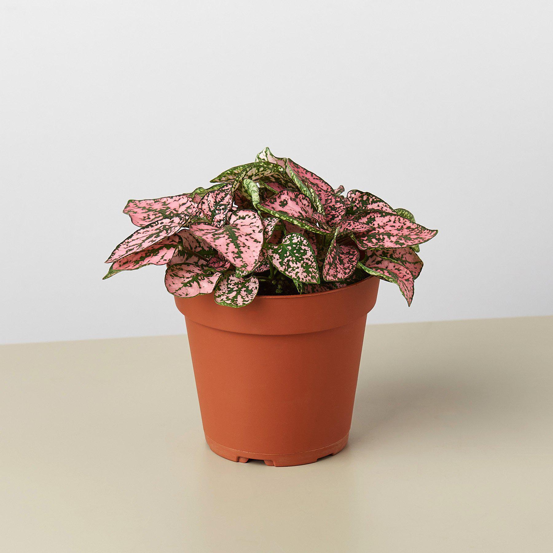 Hypoestes 'Polka Dot' 4" Pot Pink Indoor Plants House Plant Shop