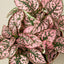 Hypoestes 'Polka Dot' 6" Pot Pink Indoor Plants House Plant Shop