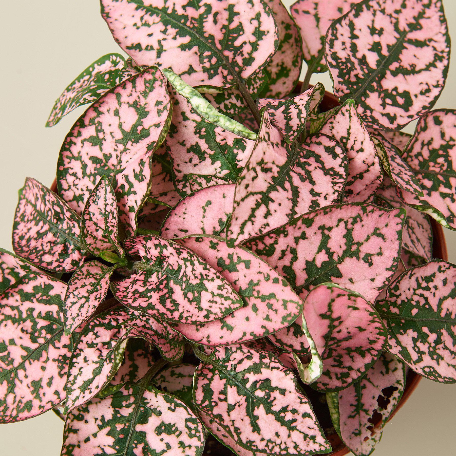 Hypoestes 'Polka Dot' 6" Pot Pink Indoor Plants House Plant Shop