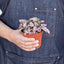 Hypoestes 'Polka Dot' Indoor Plants House Plant Shop