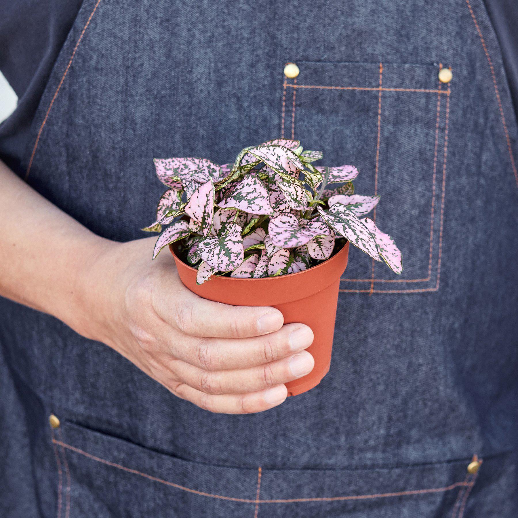 Hypoestes 'Polka Dot' Indoor Plants House Plant Shop