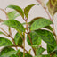 Lipstick 'Black Pagoda' Indoor Plants House Plant Shop