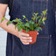 Lipstick 'Black Pagoda' Indoor Plants House Plant Shop