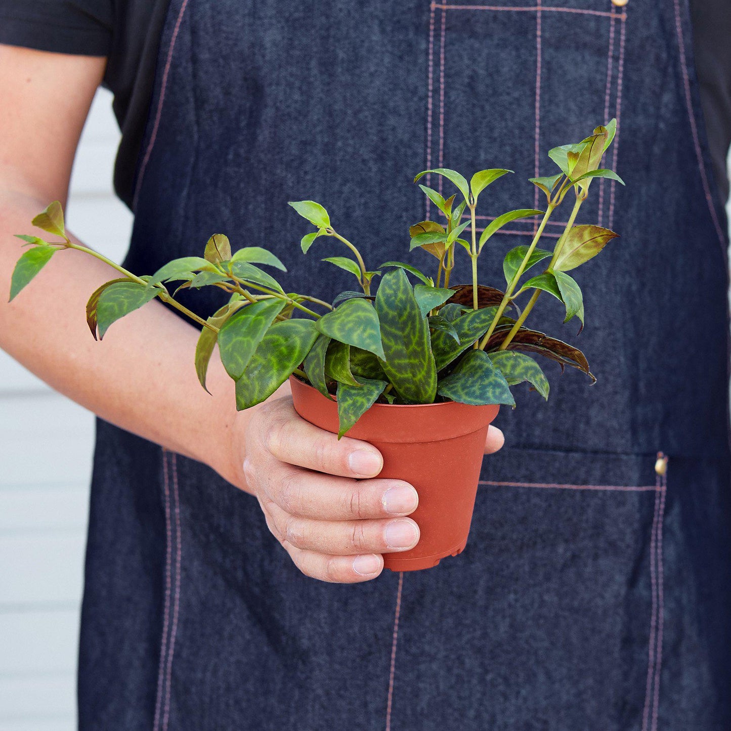 Lipstick 'Black Pagoda' Indoor Plants House Plant Shop