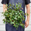 Lipstick 'Black Pagoda' Indoor Plants House Plant Shop