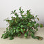 Lipstick 'Black Pagoda' 6" Pot Indoor Plants House Plant Shop