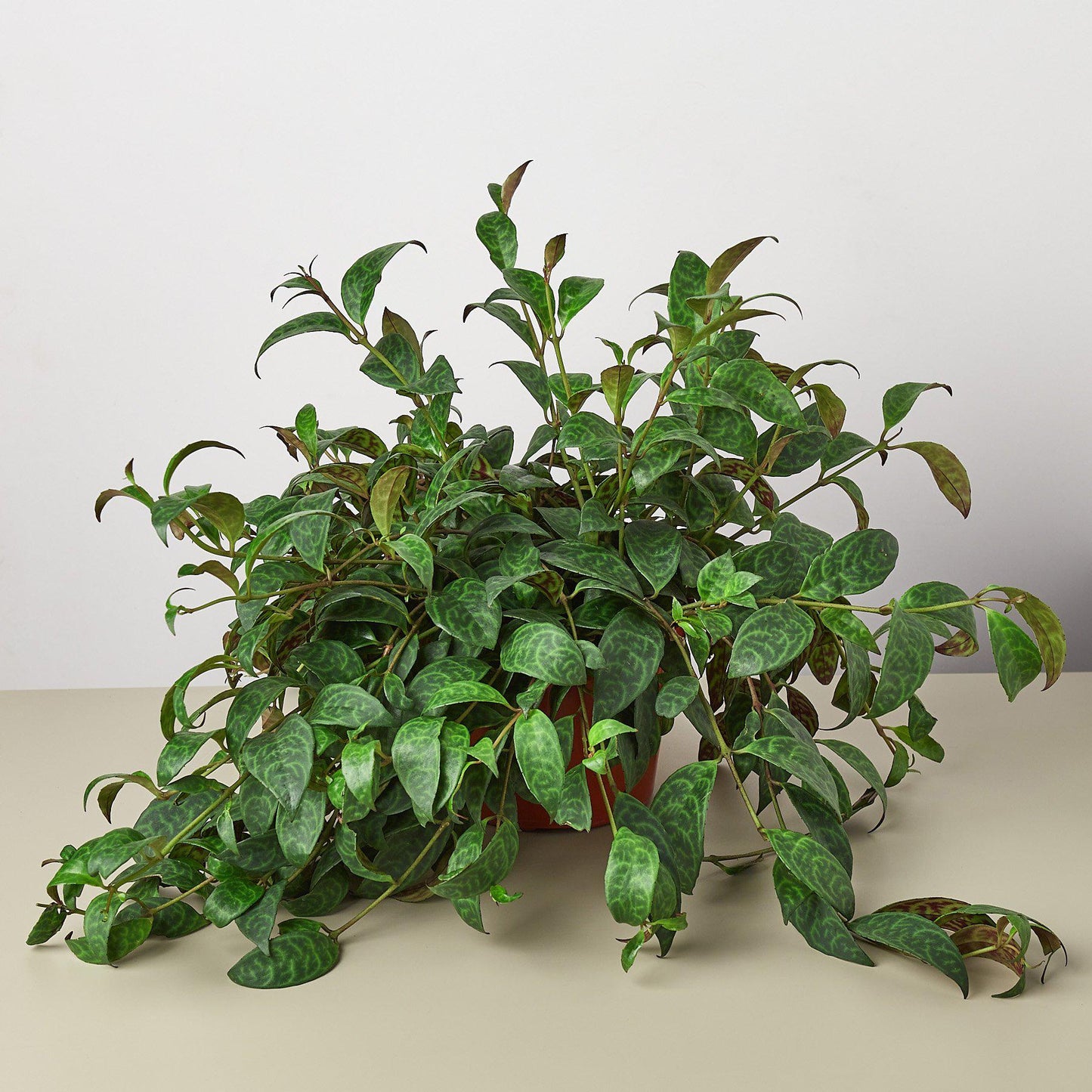 Lipstick 'Black Pagoda' 6" Pot Indoor Plants House Plant Shop