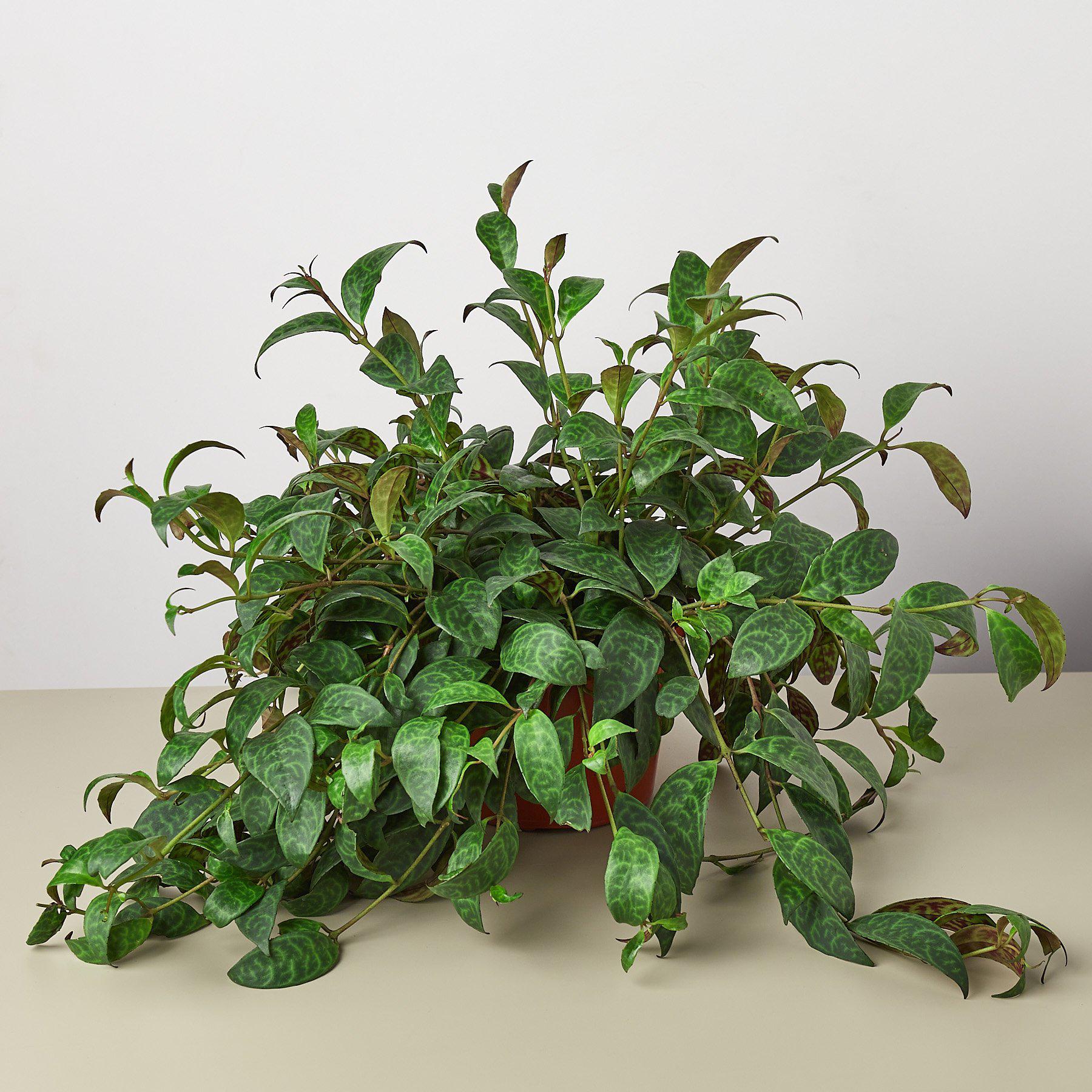 Lipstick 'Black Pagoda' 6" Pot Indoor Plants House Plant Shop