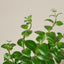 Lipstick Plant Indoor Plants House Plant Shop