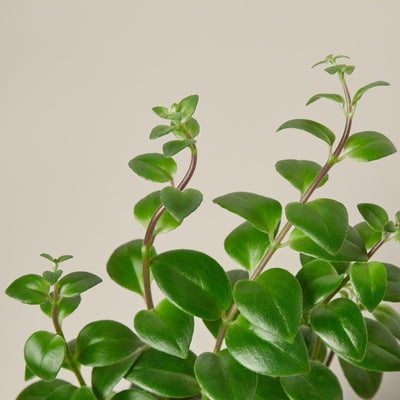Lipstick Plant Indoor Plants House Plant Shop