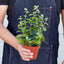 Lipstick Plant Indoor Plants House Plant Shop