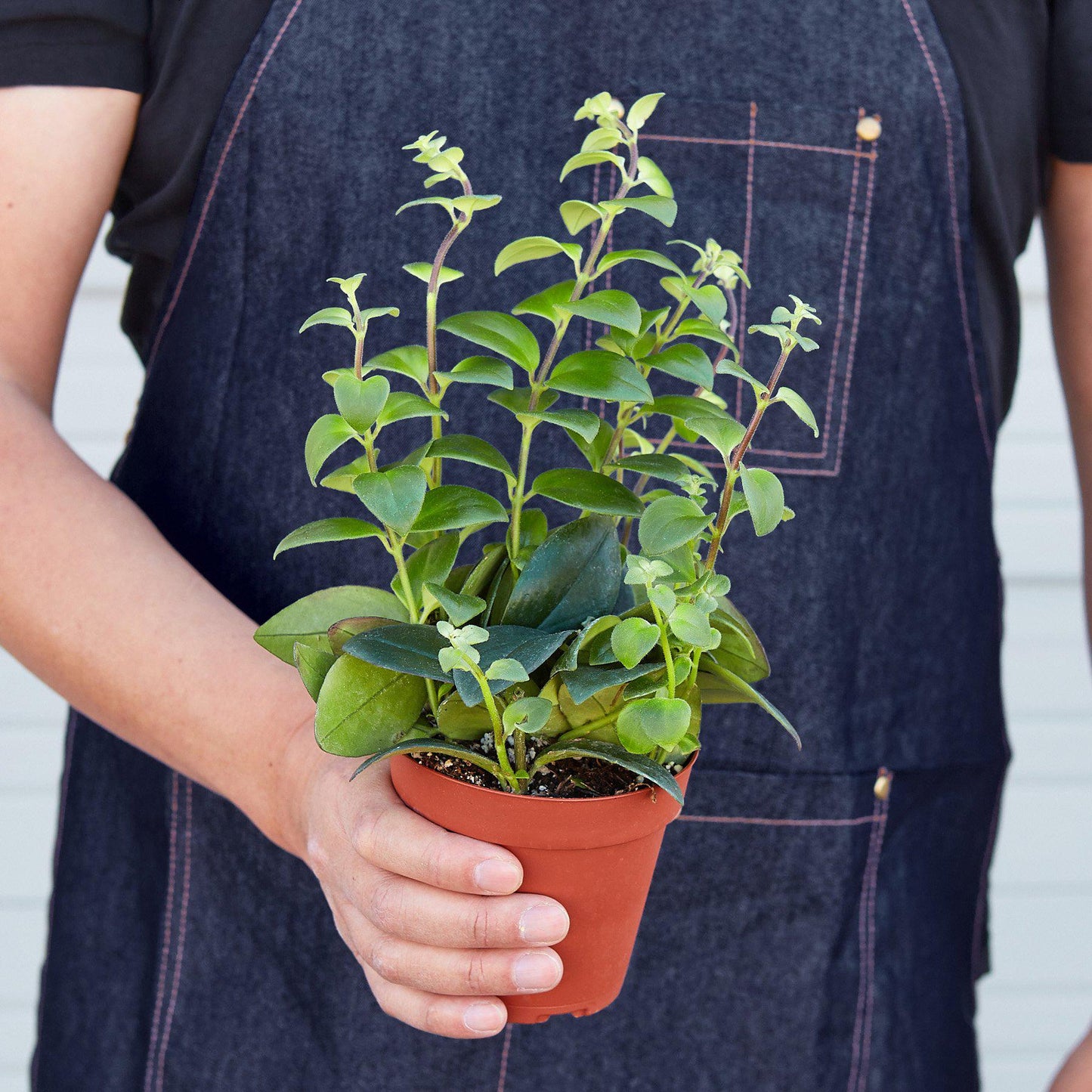 Lipstick Plant Indoor Plants House Plant Shop